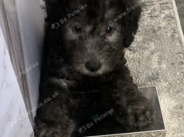 LAST ONE AVAILABLE . Bedlington terrier