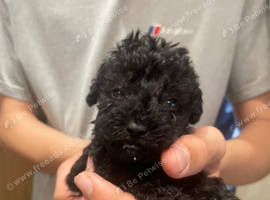 Beddipoos black super tiny and curly