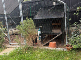 Chickens an set up