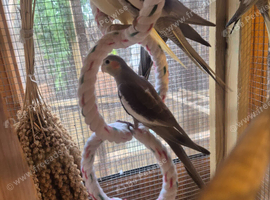 Cinnamon hen cockateil