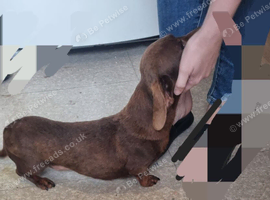 Beautiful little daushund girl