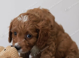 cavapoo pups Licensed+F1B+DNAtested+Vetchecked+RED