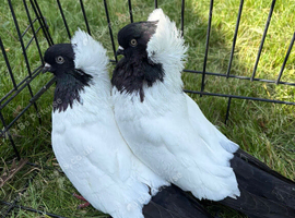 2 pairs of fancy English Nun pigeons