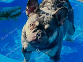 2 female French bulldogs