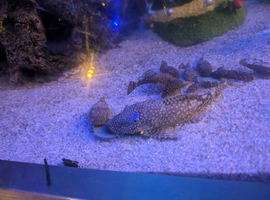 Bristle noses catfish