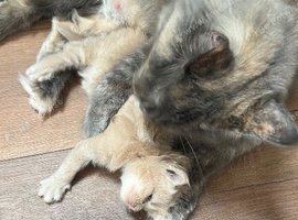 Stunning Maine coon ready to leave Now