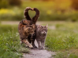 Desperate for two kittens in need of a forever home Oldham area