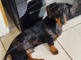 6 month boy silver dapple mini dachshund