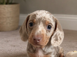 Two beautiful pups