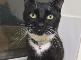 LOST CAT