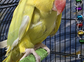 Female Yellow Indian Ringneck