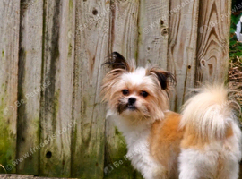 Shih tzu x pomeranian