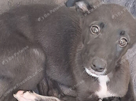 Gray saluki
