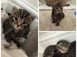 2 BEAUTIFUL GIRL TABBY KITTENS