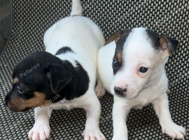 Jack Russell pups ready to leave