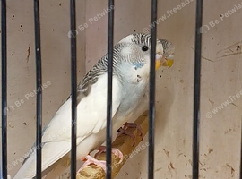 Budgies