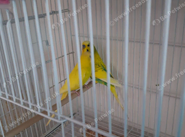 Budgie