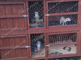 2 mico Jill's and 1 of there 10 week old hobs comes with new double cage