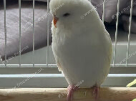 Female white budgies (red eyes birds)