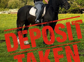 Stunning Black Welsh Cob (Section D) &ndash; Future All-Rounder