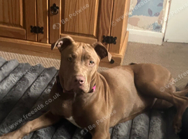Staffy cross mastiff