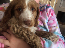Beautiful cockapoo girl pup