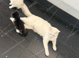 Two female kittens