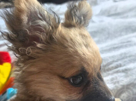 4 month chihuahua looking for his forever home.