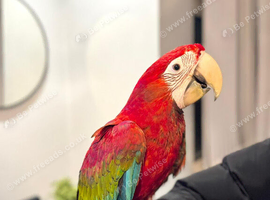 Beautiful handreared super tame Macaw