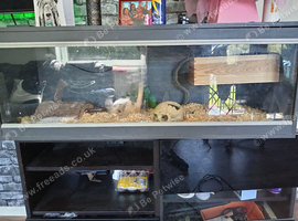 corn snake