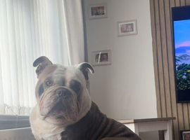 Dog for stud