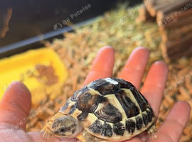 Dwarf Herman tortoise