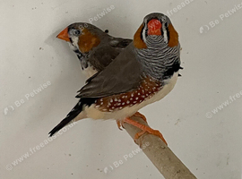 Pair of good sized normal zebra finches