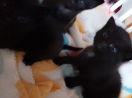 1 male kitten black