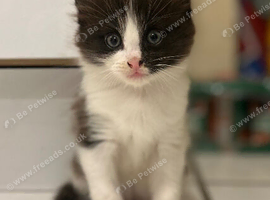 Adorable boy kitten for sale