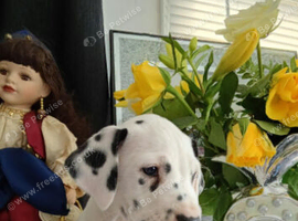 Pedigree Dalmatian puppies