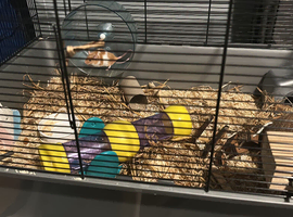 1 male mouse for sale with cage