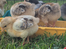Wyandotte Chicks