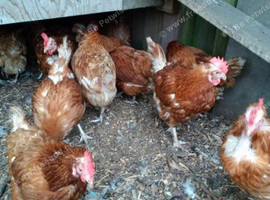 Rescued Ex Commercial Laying Hens
