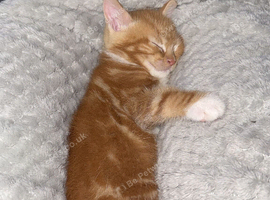 One little boy ginger with white stripes and a lovely temperament
