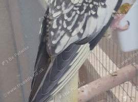 Lovely Pearl Hen DNA Sexed