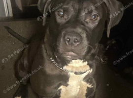 Missing &pound;250 reward