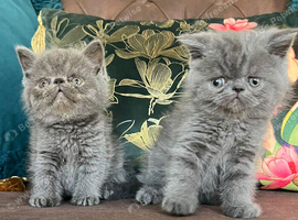 Exotic Shorthair Kittens For Sale