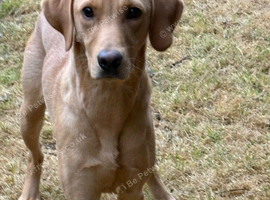 Perfect pet part trained 10 month old male