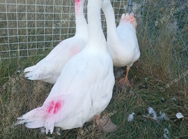 Geese for sale