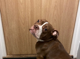 Cali the pocket bully