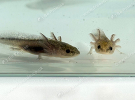 Axolotl