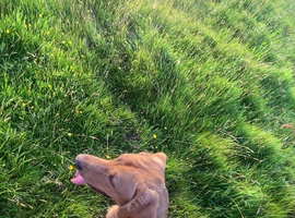 Labrador