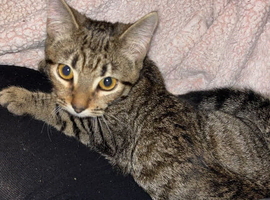 Female kitten
