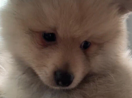 Last beautiful Pomeranian puppy left